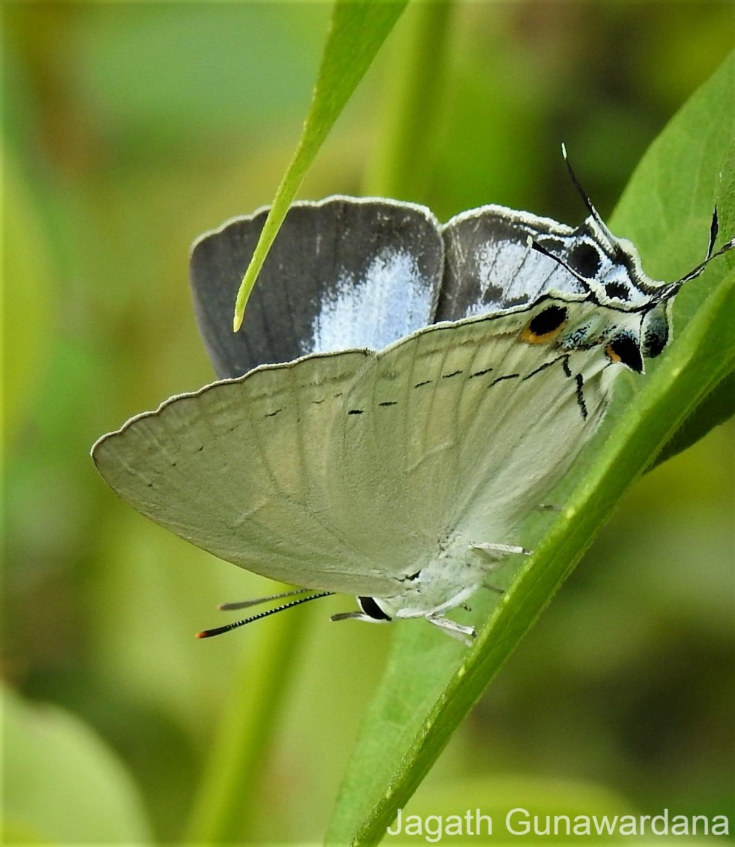 Tajuria cippus Fabricius, 1798